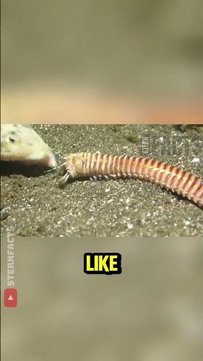 This Worm’s Tail Detaches and Swims Away?