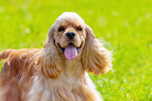 American Cocker Spaniel