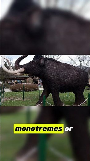 Surviving the Dinosaurs Mammals in the Shadows 🌙