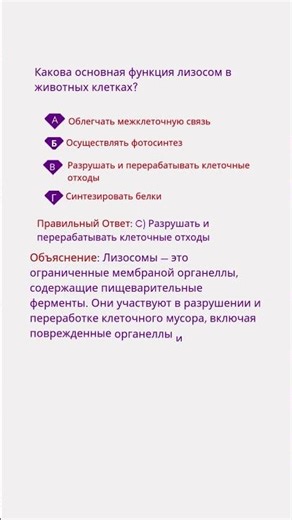 Какова основная функция лизосом в животных клетках #medicalshaistauniverse #medicaleducation