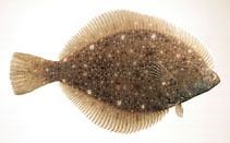 Stone flounder - Alchetron, The Free Social Encyclopedia