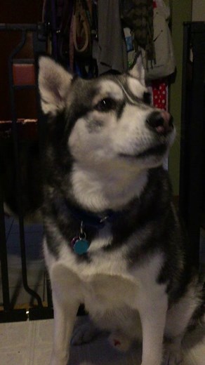 Thor the Magnificent on TikTok