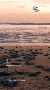 2.9K views · 97 reactions | Thank you for your interest to our sea...