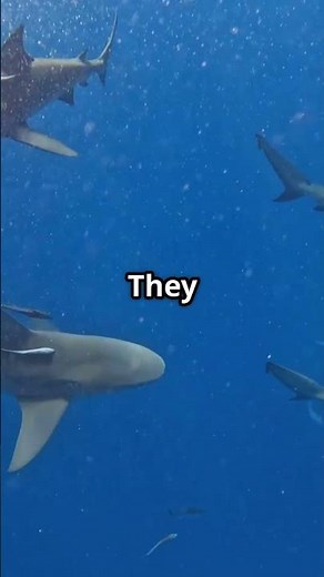 Bull Shark The Ocean's Toughest Predator!