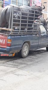 ชมขบวนรถขนควาย งานใหญ่ของชบุรีประเพณีวิ่งควาย | ควายงาม สตูดิโอ