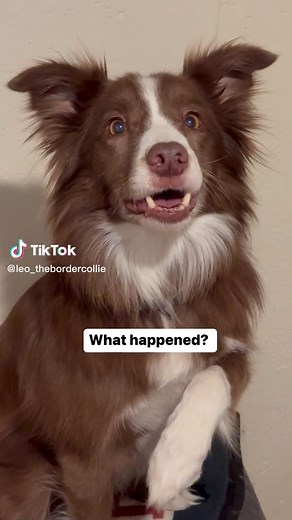 Funny Border Collie Moments: Leo Kasper's Cross-Eyed Stare