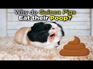 Understanding Coprophagia in Guinea Pigs - Guinea Pigs Eating Thier Poop