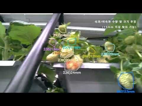 Mature/immature fruit count and size estimation (detectable for fruits ≥ 15 mm)