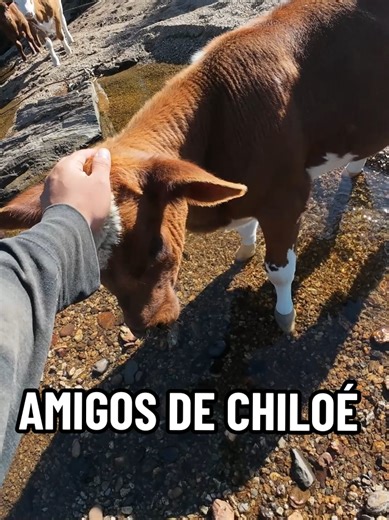 Belleza de Chiloé: Pesca de Truchas con Amigos