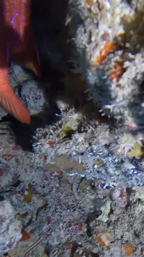 Puako Dive Adventures on Instagram: "LFG Rotate right,tap screen for full screen Have the dive you deserve Red stripe pipe fish #dive #bigisland #hawaii"