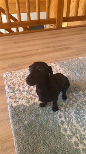 Dogs with Attitude: Hilarious Responses to Humans