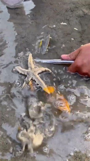 The Most Unexpected Ocean Rescue? 🌊