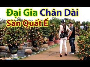 Sốc Khi Thấy Đại Gia Và Chân Dài Đi Săn Quất Ế Đầy Vườn Ngày Cận Tết - Quất tết 2022
