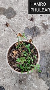 "🌹 Winter care tips for your Rose plants! 🥶 Ensure your roses thrive even in the cold season with these easy and effective maintenance tricks. Keep them healthy and blooming beautifully! 🌿✨ #HamroPhulbari #WinterRoseCare #GardeningTips #RosePlantCare #WinterGarden #FlowerLovers #RoseMaintenance #GardeningInWinter #HealthyRoses" | HAMRO Phulbari