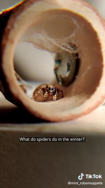 #nature #hibernation #fyp #jumpingspider