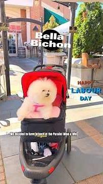 Bella Bichon’s Labor Day Brunch in Style! 🐶💖☀️ Fashionable Pup Outing