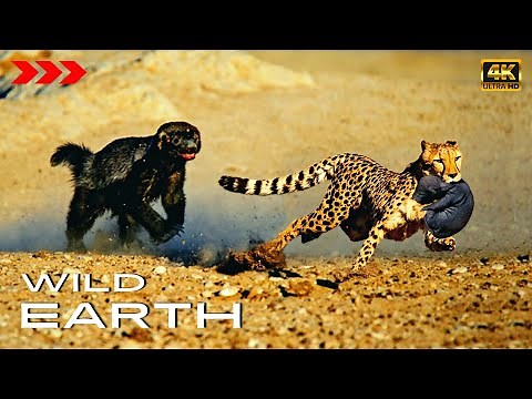 Honey Badger - Fearless Little-Giant of the Wildlife [4K] WILD Earth