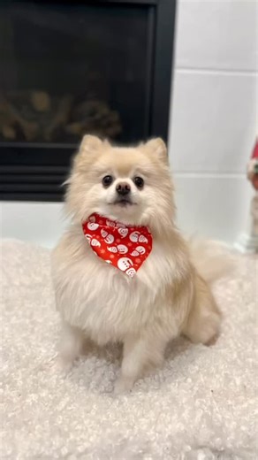 Raising Precious Pomapoo Puppies on Instagram: "To our incredible puppy families: thank you for choosing us, for loving your little ones, and for giving them the sweetest homes🥰Your updates and love mean so much 🐾❤️ Can’t wait to see what 2026 has in store!✨🤍 #pomapoo #puppylove #pomapooo#pomapoosofinstagram #yegpuppies"