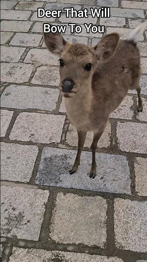 Incredible Encounter: Bowing Deer of Japan