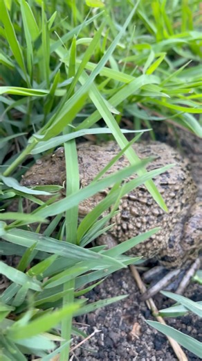 A boy encounters a large frog on the grass. #frog #tinyfrogs #amazingfrog #froglets #froglets