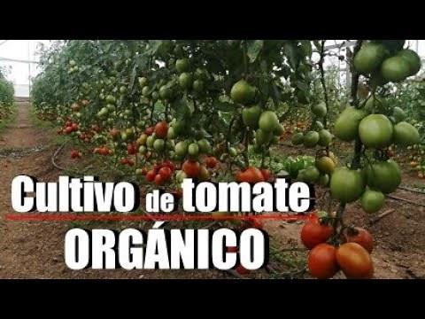 CULTIVO DE TOMATE ORGANICO