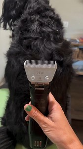 Discover faster grooming with #ANDISGROOMING Wide Blades! ✨ Watch Rose Agracewicz show how they glide through thick coats with ease. Wide design, adjustable settings, and top-notch performance make these blades a must-have for pros. 👏 Curious about how they can transform your grooming sessions? Find out more at https://bit.ly/Andis-SmallAnimalProducts. 🔗 #PetGrooming #DogGrooming #GroomingTools #GroomingBlades | Andis Grooming