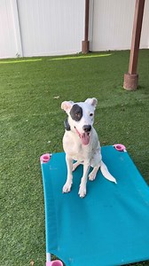 17 reactions · 4 comments | Mike is building on his place command: adding down! | Julie's K9 Academy - Dog Training | Facebook