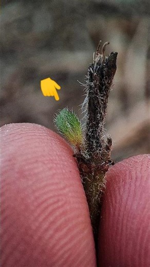Nature’s Tiny Miracle 🌱 | Extreme Macro Plant Growth | Viral Shorts