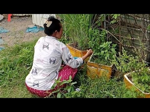 Make simple Cooking food for Lunch | Samoeun Nature