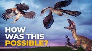 How Flight Evolved From Dinosaurs to Birds