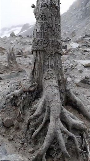 A Forest Frozen Mid-Growth Beneath Antarctic Ice
