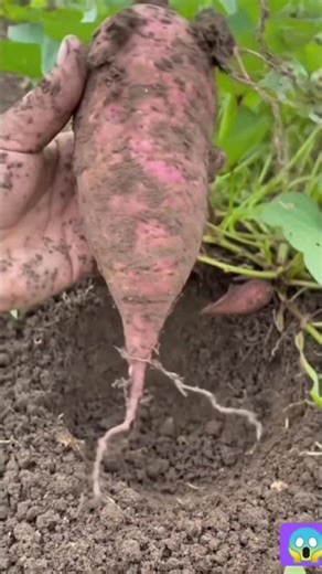 bahut hi Shandar Shakal Ganji kheti Hui Hai is bar #deblinachatterjee #cezannekhan #rupalpatel #tvac