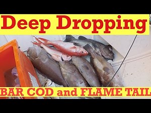 Deep Drop Fishing Bar Cod with Miya Epoch X9hp testing Simrad S2009 , S5100 & TM265LH.