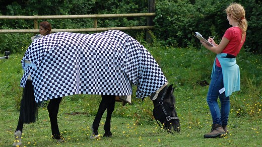 New research could hold the key to combating horse flies