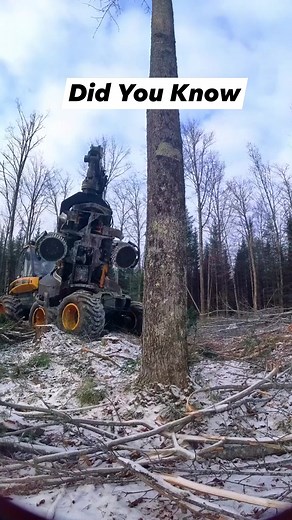 That this Red Maple, commonly known as a Soft Maple is the most common tree in North America? #forest | Logger Mack