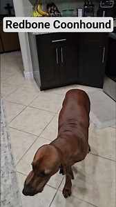 Redbone Coonhound