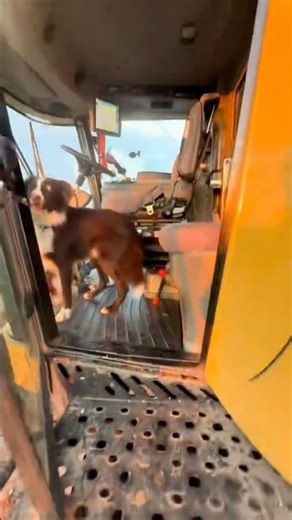 CUTE FARM DOG: Jumping Up The Combine Ladder To Cabin! ✨🚜 #viral #agriculture #farmlife