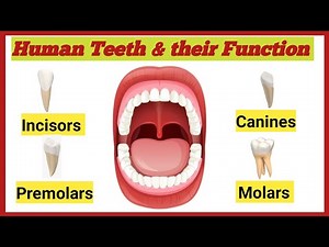 Human Teeth and their Function | Incisors, Canines, Premolars & Molars