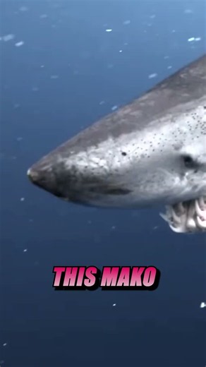 Forrest's amazing Mako Shark encounter in California!