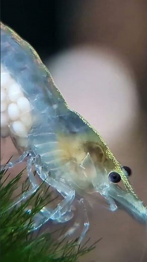 Breeding Neocaridina Shrimp Is EASY—If You Do This