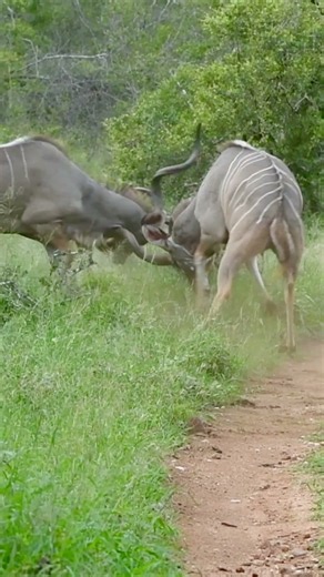 A Split-Second Escape From a Lion!