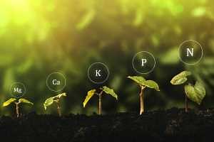 Introduction to fertilizer planning for beginning farmers