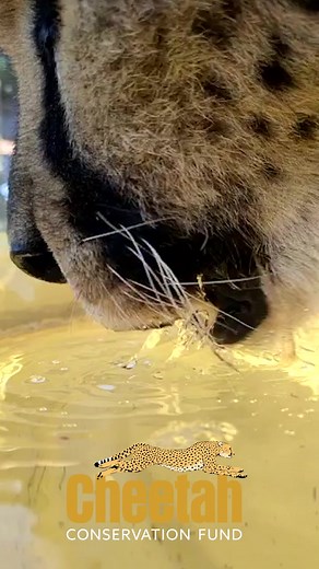 Ever wondered how cheetahs quench their thirst? Check out these slow-mo videos from our animal care team. The shape (backward curl) of the tongue, inertia and gravity work together to create a "water column" trapping water with incredible efficiency! #thirsttrap | Cheetah Conservation Fund (CCF)