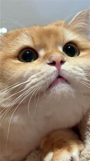 Decoding Your Pet's Language: What's That Little Talker Saying