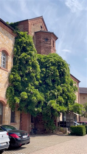 Не физик, но Ландау 🌿 Landau in der Pfalz ⁠#landauinderpfalz #pfalz #германия