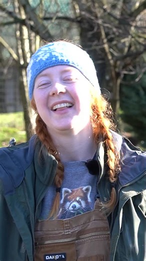 Donated Christmas trees get a second life as animal enrichment 🎄✨ These trees help encourage natural behaviours and provide new smells, textures, and experiences for the animals. Thank you to @aldoracreschristmas, Home Depot Abbotsford, and Home Depot Langley for supporting our Christmas Tree Enrichment Program 💚 #gvzoo #animal #zoo | Greater Vancouver Zoo