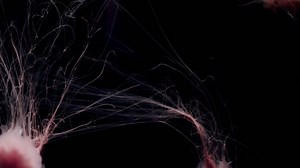 Beautiful Jellyfishes | Free Stock Video Footage