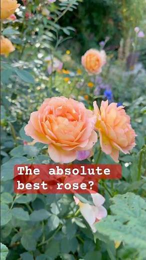 Why the 'Lady of Shalott' is Every Gardener's Dream 🌹 #gardening #roses