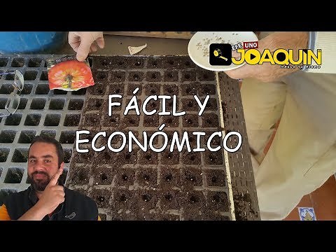 HOW TO PLANT TOMATOES FROM SEED (Step by Step)