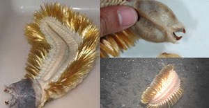 Boleh Membesar Sehingga 20cm, Kenali Eulagisca Gigantea, Cacing Berbulu Ditemukan Di Lautan Antartika